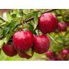 Jabloň 'Gala'  Malus domestica 'Gala'