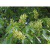 Jírovec přehlížený  Aesculus × neglecta