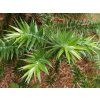 Blahočet úzkolistý  Araucaria angustifolia