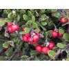 Medvědice lékařská - Arctostaphylos uva-ursi  Arctostaphylos uva-ursi