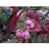 Brslen masitý 'Trompenburg Lustre' - Euonymus carnosus 'Trompenburg Lustre'  Euonymus carnosus 'Trompenburg Lustre'