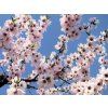 Mandloň 'Guara' - kontejner  Prunus amygdalus 'Guara'