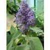 Komule šalvějolistá  Buddleja salviifolia