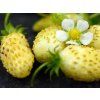 Jahodník  'White Delight'  Fragaria vesca 'White Delight'