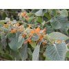 Colquhounia coccinea var. vestita  Colquhounia coccinea var. vestita