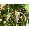 Ořešák 'Axel' - kontejner  Juglans regia 'Axel'