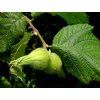 Líska rohatá  Corylus cornuta