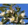 Gordlinia grandiflora  Gordlinia grandiflora