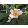 Gordlinia grandiflora  Gordlinia grandiflora