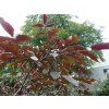 Ořešák královský 'Purpurea'  Juglans regia 'Purpurea'