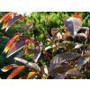 Ořešák královský 'Purpurea'  Juglans regia 'Purpurea'