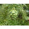 Ostrolistec kopinatý  Cunninghamia lanceolata