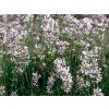 Levandule úzkolistá 'Loddon Pink' - Lavandula angustifolia 'Loddon Pink'  Lavandula angustifolia 'Loddon Pink'