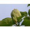 Magnolia 'Kinju'  Magnolia acuminata 'Kinju'