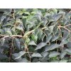 Sturač japonský 'Rubra Pendula'  Styrax japonicus 'Rubra Pendula'