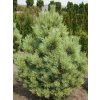 glauca compacta