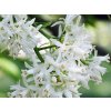 Klokoč kavkazský 'Black Jack'  Staphylea colchica 'Black Jack'