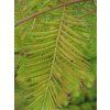 Metasekvoj čínská 'All Bronze'  Metasequoia glyptostroboides 'All Bronze'