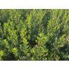 Cesmína Meserveova 'Magical Amore Rosso'®  Ilex meserveae 'Magical Amore Rosso'®