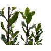 Cesmína Meserveova 'Magical Amore Rosso'®  Ilex meserveae 'Magical Amore Rosso'®