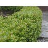 Cesmína Meserveova 'Blondie'®  Ilex crenata 'Blondie'®