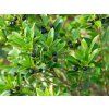 Cesmína Meserveova 'Blondie'®  Ilex crenata 'Blondie'®