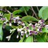 Holboellia coriacea  Holboellia coriacea