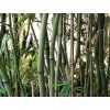 Phyllostachys aureosulcata 'Alata'/bambus  Phyllostachys aureosulcata 'Alata'