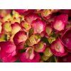 Hortenzie velkolistá 'Magical Ruby Red'  Hydrangea m. 'Magical Rubyred'