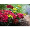 Hortenzie velkolistá 'Magical Ruby Red'  Hydrangea m. 'Magical Rubyred'