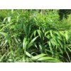 Pseudosasa japonica 'Tsutsumiana'/bambus  Pseudosasa japonica 'Tsutsumiana'
