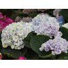 Hydrangea m. 'Magical Revolution'® blue (1)