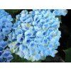 Hortenzie velkolistá 'Magical Revolution'® blue  Hydrangea m. 'Magical Revolution'® blue