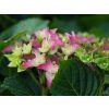 Hydrangea m. 'Lady Mata Hari'® pink (2)