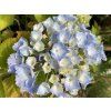Hortenzie velkolistá Hovaria® 'Homigo'  Hydrangea m. 'Hovaria® Homigo'