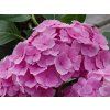 Hydrangea macrocphylla Hovaria Homigo