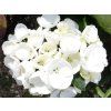 Hortenzie velkolistá Hovaria® 'Holibel'  Hydrangea m. 'Hovaria® Holibel'