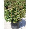 Abélie velkokvětá 'Compacta'  Abelia grandiflora 'Compacta'