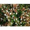 Abélie velkokvětá 'Compacta'  Abelia grandiflora 'Compacta'
