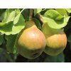Hrušeň zakrslá 'Garden Pearl' - kontejner  Pyrus communis 'Garden Pearl'