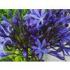 Kalokvět 'Flamingo' - Agapanthus 'Flamingo'  Agapanthus 'Flamingo'