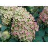 Hortenzie latnatá 'Limelight Prime'  Hydrangea paniculata 'Limelight Prime'
