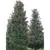 Šácholán velkokvětý 'Gallisonniére'  Magnolia grandiflora 'Gallisonniére'