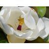 Šácholán velkokvětý 'Gallisonniére'  Magnolia grandiflora 'Gallisonniére'