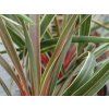 Dračinka jižní 'Magic Star'  Cordyline australis 'Magic Star'