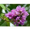 Lagerstroémie 'Lavender Lace'  Lagerstroemia indica 'Lavender Lace'