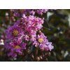 Lagerstroémie 'Lavender Lace'  Lagerstroemia indica 'Lavender Lace'