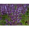 Salvia veticillata 'Hannay's Blue' (1)