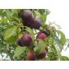 Švestkomeruňka 'Aprisali' - kontejner  Prunus hybride 'Aprisali'