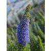 Echium fastiosum (2)